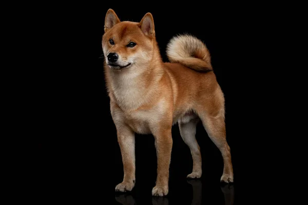 Jovem shiba inu menino vermelho — Fotografia de Stock