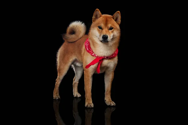 Jeune shiba rouge inu garçon — Photo