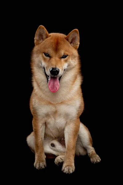 Jovem shiba inu menino vermelho — Fotografia de Stock