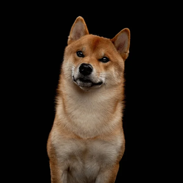 Jovem shiba inu menino vermelho — Fotografia de Stock