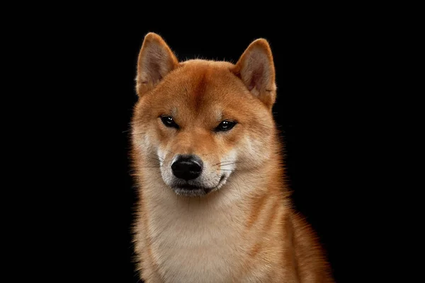 Jovem shiba inu menino vermelho — Fotografia de Stock