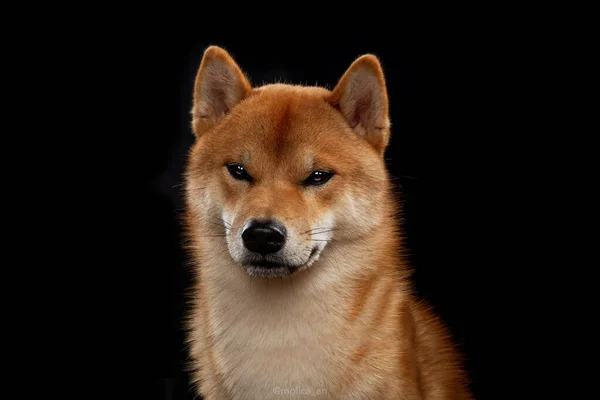 Jovem shiba inu menino vermelho — Fotografia de Stock