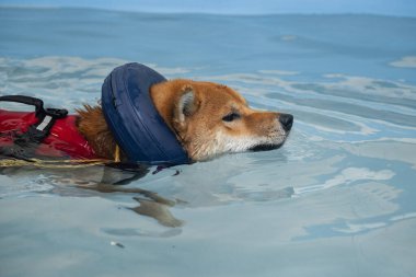 Havuzda yüzerken kızıl saçlı Shiba Inu