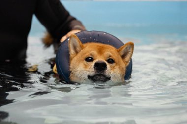 Havuzda yüzerken kızıl saçlı Shiba Inu