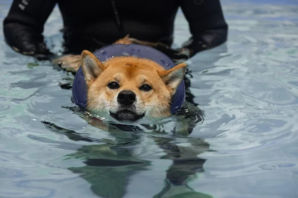 プールで泳ぐ｜柴犬 — ストック写真