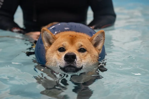 プールで泳ぐ｜柴犬 — ストック写真