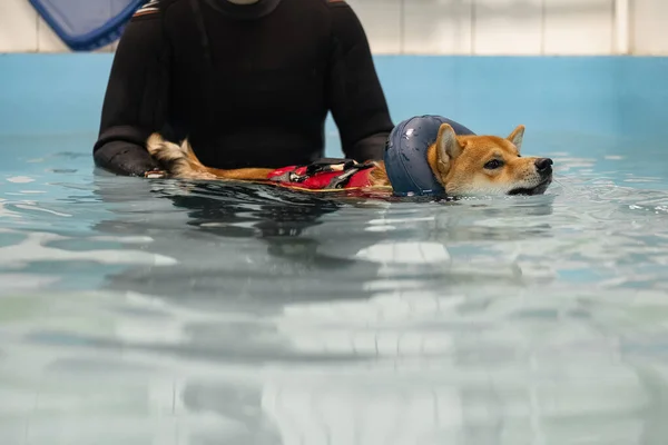 在游泳池里游泳红头发的Shiba inu 图库图片