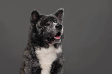  Kaplan Amerikan akita inu büyük çocuk