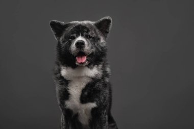  Kaplan Amerikan akita inu büyük çocuk