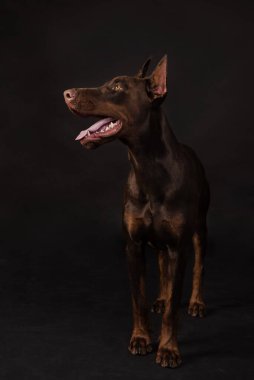Çikolatalı doberman çocuk stüdyo fotoğrafları.
