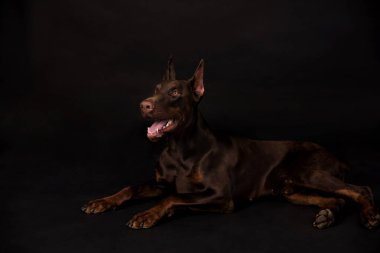 Çikolatalı doberman çocuk stüdyo fotoğrafları.