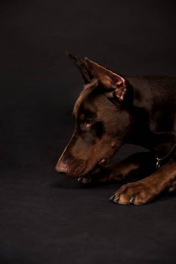 Çikolatalı doberman çocuk stüdyo fotoğrafları.
