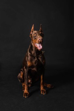 Çikolatalı doberman çocuk stüdyo fotoğrafları.