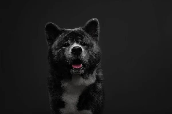 Kaplan Amerikan akita inu büyük çocuk — Stok fotoğraf