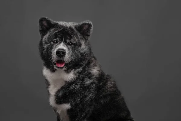 Tigre americano akita inu grande chico —  Fotos de Stock