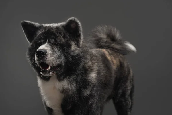 Tigre americano akita inu menino grande — Fotografia de Stock