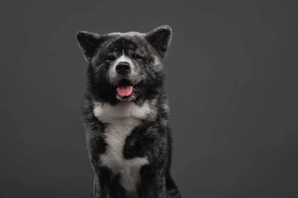 Tigre americano akita inu grande chico —  Fotos de Stock