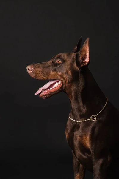 Chocolate doberman boy studio photos — 스톡 사진