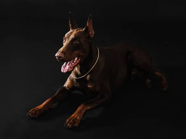 Çikolatalı doberman çocuk stüdyo fotoğrafları. — Stok fotoğraf