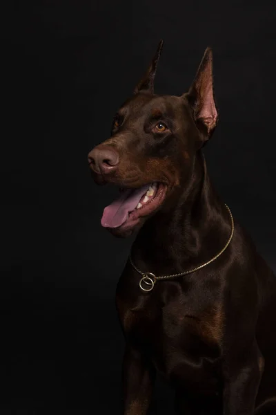 Çikolatalı doberman çocuk stüdyo fotoğrafları. — Stok fotoğraf