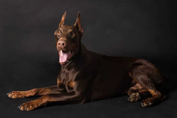 Chocolate doberman boy studio photos — 스톡 사진