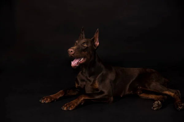 Csokoládé doberman fiú stúdió képek — Stock Fotó