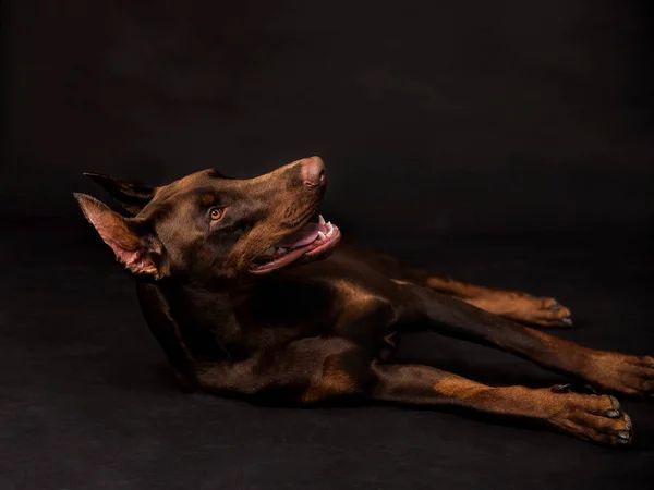 Çikolatalı doberman çocuk stüdyo fotoğrafları. — Stok fotoğraf