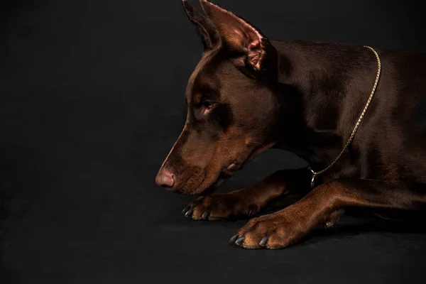 Chocolate doberman boy studio photos — 스톡 사진