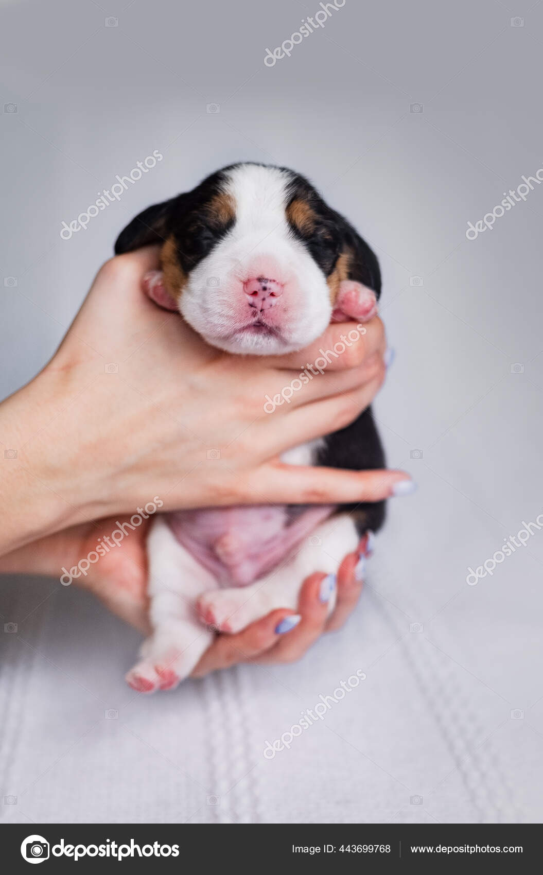 Small New Borne Newborn Beagle Puppy Stock Photo Image By C Molikaan 443699768