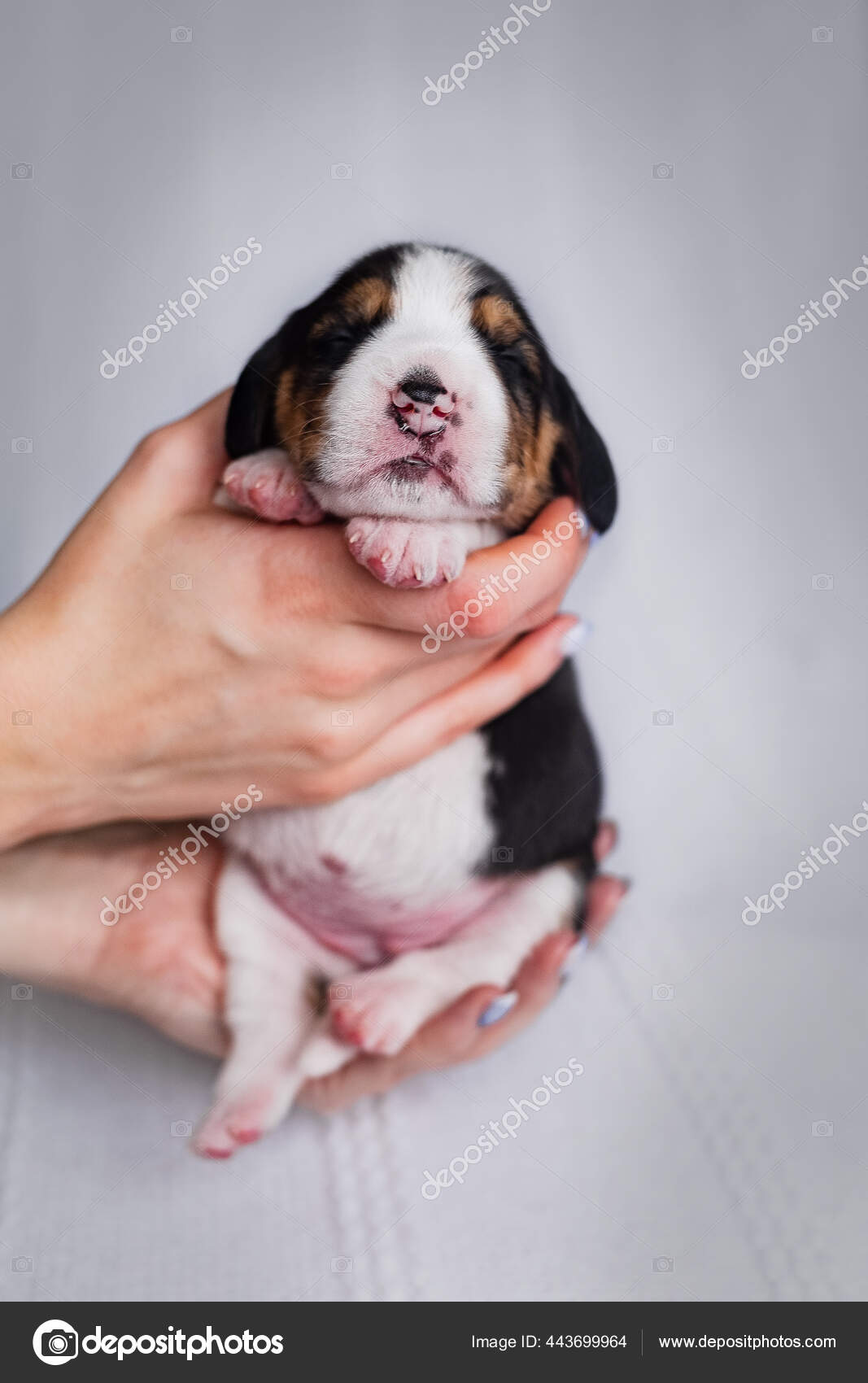 Pequeno Recien Nacido Recien Nacido Beagle Cachorro Fotografia De Stock C Molikaan Depositphotos Pequeno Recien Nacido Recien Nacido Beagle Cachorro Fotografia De Stock C Molikaan Depositphotos