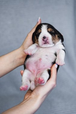 Yeni doğmuş küçük bir av köpeği yavrusu