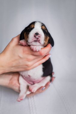 Yeni doğmuş küçük bir av köpeği yavrusu