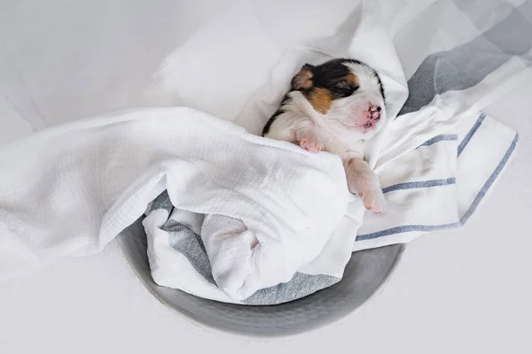 Malé novorozené štěně bígla — Stock fotografie