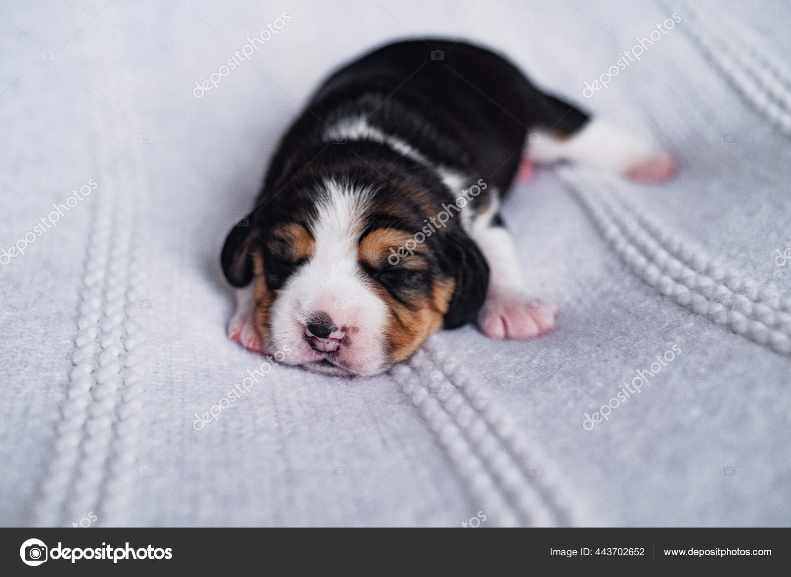 Pequeno Recien Nacido Recien Nacido Beagle Cachorro Fotografia De Stock C Molikaan Depositphotos Pequeno Recien Nacido Recien Nacido Beagle Cachorro Fotografia De Stock C Molikaan Depositphotos
