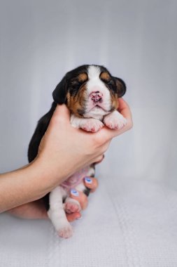 Yeni doğmuş küçük bir av köpeği yavrusu