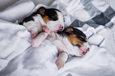 Yeni doğmuş küçük bir av köpeği yavrusu