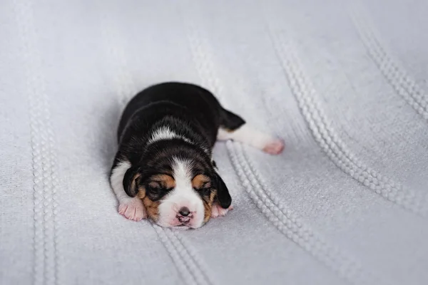 Pequeno novo filhote de cachorro beagle recém-nascido — Fotografia de Stock