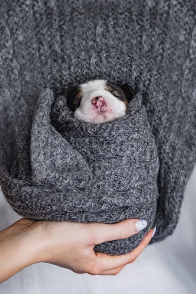 Pequeno novo filhote de cachorro beagle recém-nascido — Fotografia de Stock