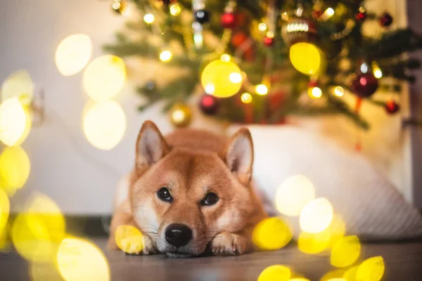 Neige rouge shiba inu ensemble d'hiver — Photo