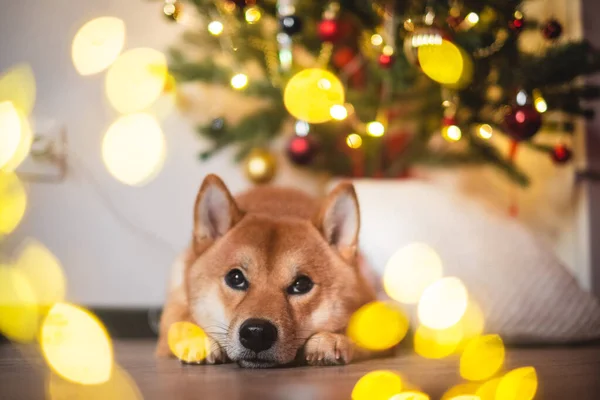 Neve vermelho shiba inu inverno conjunto — Fotografia de Stock