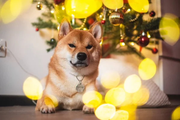 Neige rouge shiba inu ensemble d'hiver — Photo