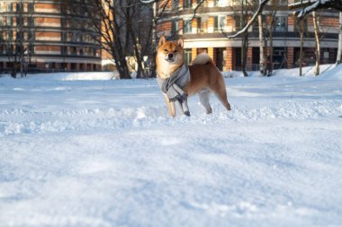 kar kırmızı shiba inu kış seti