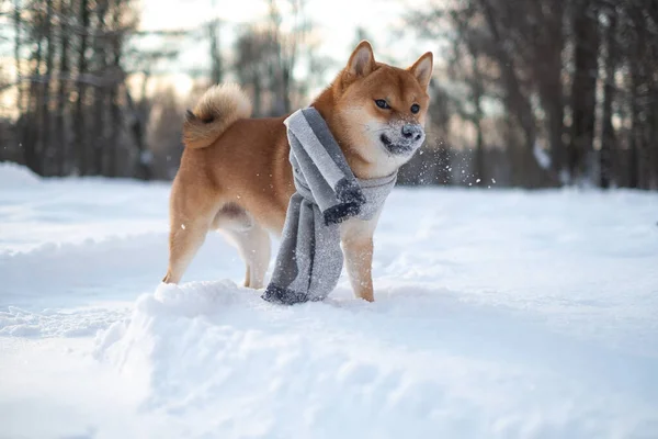 雪红，雪白，雪白 图库图片