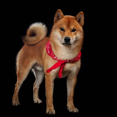 Red shiba inu Japon köpeği stüdyoda.