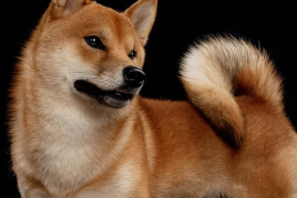 Rojo shiba inu japonés perro en estudio —  Fotos de Stock