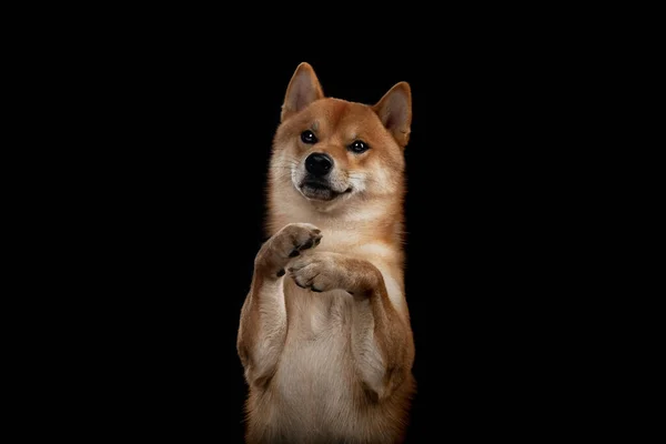 Rojo shiba inu japonés perro en estudio —  Fotos de Stock