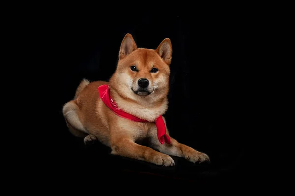 Röd shiba inu japansk hund på studio — Stockfoto