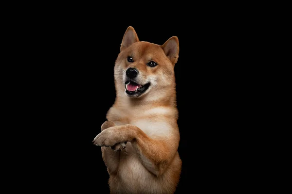 Rojo shiba inu japonés perro en estudio —  Fotos de Stock