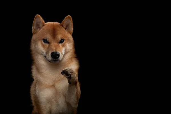 Rouge shiba inu japonais chien en studio — Photo