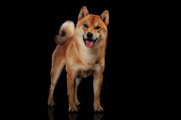 Κόκκινος γιαπωνέζικος σκύλος shiba inu στο στούντιο — Φωτογραφία Αρχείου